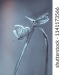 Small photo of 07.21.18- verzy, france: butterfly insect in common azure couple in summer close-up in a meadow in black and white, gray gives lines and shapes a poetic and light air