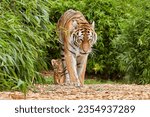 Small photo of Tiger cub walking with his mother, amur tiger (Panthera tigris)