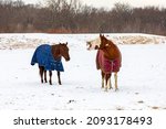 Small photo of Horses wearing horse turnout blanket during winter with snow in pasture. Concept of horse health, care and safety