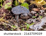 Small photo of Painted turtle hatchling crawling along shoreline of pond. Wildlife conservation, habitat loss and preservation concept.