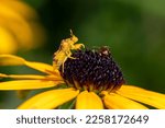 Ambush Bug On Yellow Flower....