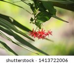 Long red tube flowers macro image - Free stock photo - Public Domain ...