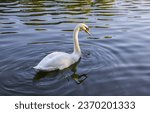 White swan on the lake. mute...