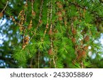 Small photo of Larch tree fresh pink cones blossom at spring nature background. Branches with young needles European larch Larix decidua with flowers.