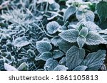 Photo of nettle mint leaves covered with frost. Close up partial focus. High quality photo