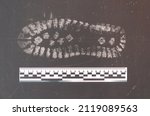 Small photo of criminal shoe footprint forensic ruler