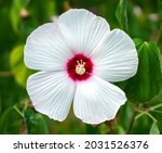 Hibiscus  Malvaceae  Hibiscus...