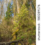 Small photo of Fallen logs in a mixed coniferous and deciduous forest in Carkeek Park in Seattle, Washington in late winter.