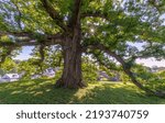 Small photo of August 23rd 2022 - Logan Ohio United States. The 600 year-old Logan Oak spreads majestically at Logan Cemetery.