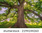 Small photo of August 23rd 2022 - Logan Ohio United States. The ancient Logan Oak in Logan Cemetery spreads its boughs. It is believed to be over 600 years old.