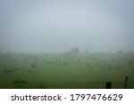 Wooly Sheep in Foggy Green Meadow