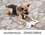 Small photo of Santiago de Compostela, Spain; august 3, 2021: Pilgrim dog looking at The Compostela a document of the accreditation of the pilgrimage to Santiago de Compostela. Camino de Santiago for pets concept