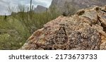 Small photo of A beautiful adult regal horned lizard, Phrynosoma solare, basking on a rock in the Sonoran Desert taking in the view of mountains and cacti along the Linda Vista trail in Oro Valley, Arizona, USA.
