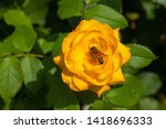 Honey Bee On Yellow Rose In...