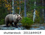 Brown Bear In Kuusamo  Lapland  ...