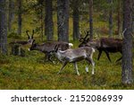 Reindeers in Autumn in Lapland, Northern Finland. Europe.