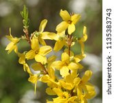 Small photo of A surefire sign in spring of the coming hot seaseon, a Forsythia in full bloom.