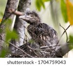 Black Crowned Night Heron Baby...