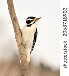 Woodpecker Close Up Profile...