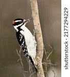 Woodpecker Close Up Profile...