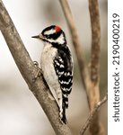 Woodpecker Male On A Tree Trunk ...