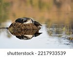Loon nesting on its nest with marsh grasses, mud and water by the lakeshore in its environment and habitat displaying black and white feather plumage, with body reflection. Common Loon