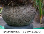 Agapanthus Roots Splitting Pots ...