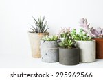 Succulents And Cactus In...