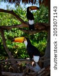 Animals In The Wild. Toco Tucan ...