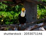 Animals In The Wild. Toco Tucan ...