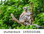 The Ring Tailed Lemur  Lemur...