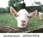  Ute Little Goat Posing For A...