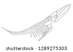 Whale Skeleton image - Free stock photo - Public Domain photo - CC0 Images