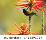 Small photo of The fork tailed sunbird has decurved bill and a long tongue to suck nectar from nectary gland at bottom of flowers.Male has metallic trill which reflects greenish blue under sunlight.