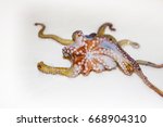 Small photo of octopus, octopod, polyp background unit isolate