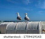 Two Sea Gulls Sitting On A Top...