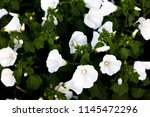 White Flowers. Rose Mallow  ...