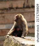 Hamadryas Baboon Mother With...