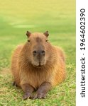Smiling Capybara Lying On The...