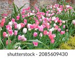 Small photo of Pink and white triumph tulips 'innuendo' in flower