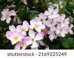 Small photo of White rosa 'Lyda Rose' in flower