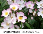 Small photo of A single honey bee on a White rosa 'Lyda Rose' in flower