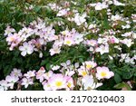 Small photo of White rosa 'Lyda Rose' in flower