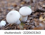 Common Puffball Mushrooms...