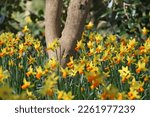 Pretty Narcissus Daffodils  ...