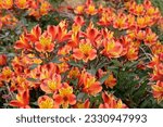 Bright Alstroemeria 'Indian Summer' in flower