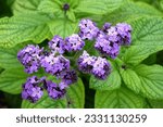 Small photo of Heliotrope, Cherry pie plant in flower.