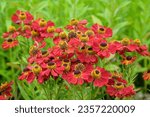 Small photo of Red Helenium sneezeweed 'Ruby Tuesday' in flower.