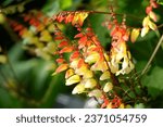 Small photo of Red, white and yellow Ipomoea lobata, also known as Spanish Fag in flower