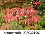 Small photo of The red leaves of the Viburnum plicatum, Japanese snowball bush during the autumn